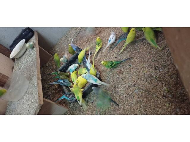 Продаю хвилястих папуг - Фото 4