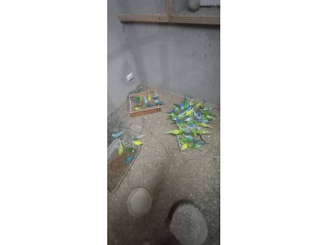 Продаю хвилястих папуг - Фото 5