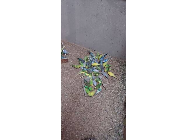 Продаю хвилястих папуг - Фото 6