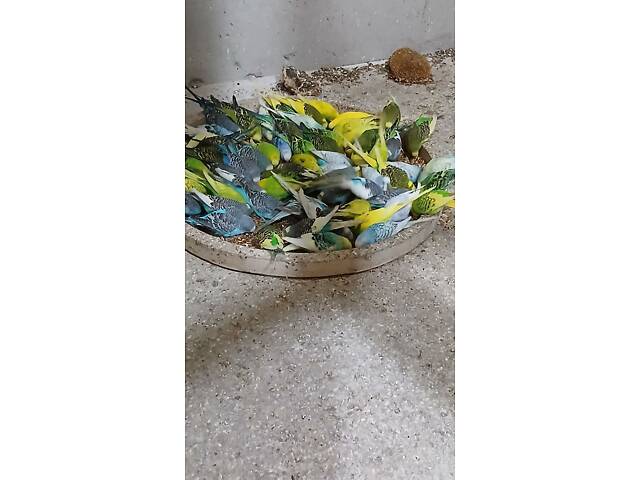 Продаю хвилястих папуг - Фото 8