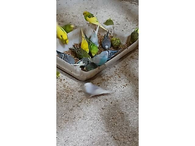 Продаю хвилястих папуг - Фото 9