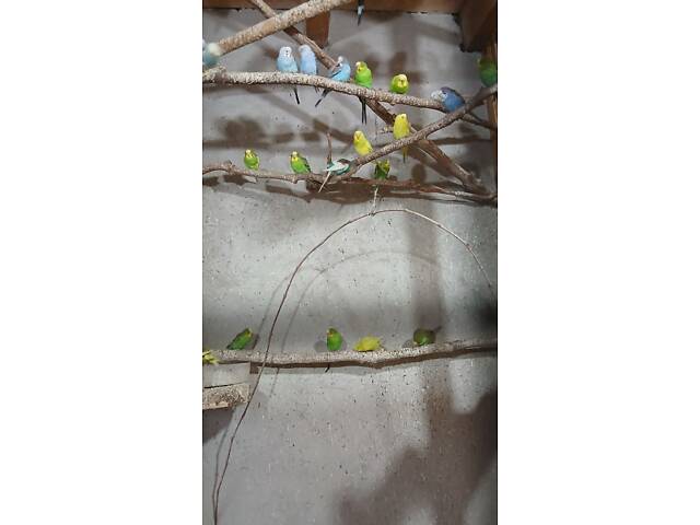 Продаю хвилястих папуг - Фото 10