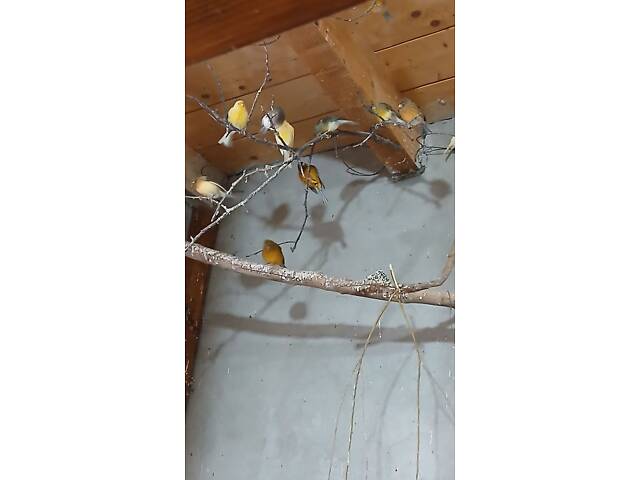 Продаю хвилястих папуг - Фото 11