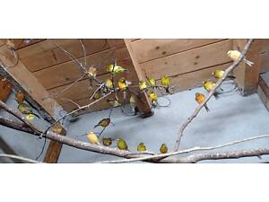 Продаю канарки (канарілок)