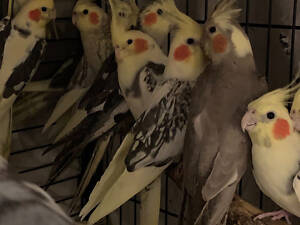 Продаю Корелли (Корела)