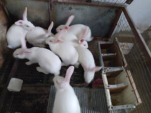 Продаю кроликів.