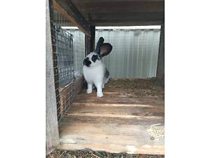 Продаю кроликів живою вагою так і тушки кролів.