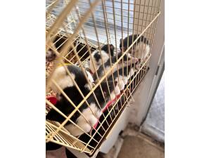 Продаю крисенят, народилися 27 червня, є хлопчики і дівчатка