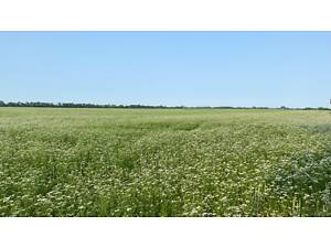 Продаю мед коріандру.