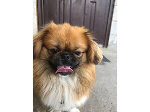 ПРОДАЮ ПЕКІНЕСА