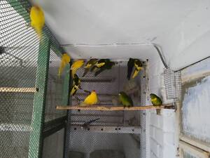 Продаю папуг какарики.