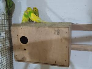 Продаю попугаїв