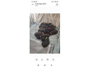 Продаю цуценят Американського стаффордширського тер'єра.