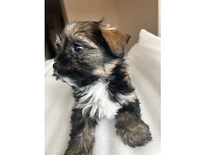 Продаю Щенков Йорка, два месяца, привиты, необыкновенного окраса, трехцветные, с хорошей генетикой. Цена по телефону.