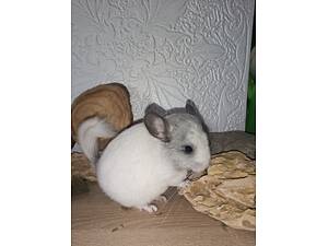 Продаю шиншилу, білий ебоні.