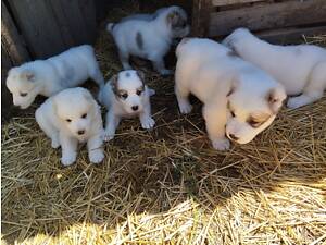 Продаю цуценят САВ