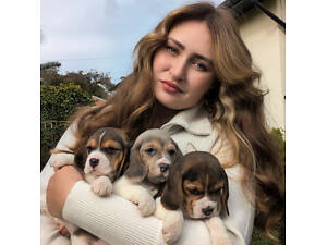 Продаються біглі з родоводом.