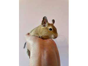 Продаються білки дегу, хлопчик і дівчинка