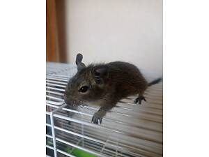 Продаються Дегуси