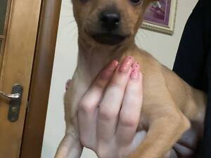 Продаються два тойчики 2 місяці (хлопчик та дівчинка),чистокровні вакциновані та мають паспорт. Здорові та жваві!