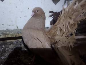 Продаються голуби павичі декоративні