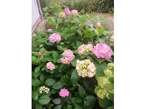 Продаються гортензії.