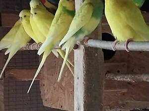 Продаются молодые волнистые попугаи. Возможно оптом. Цена договорная.