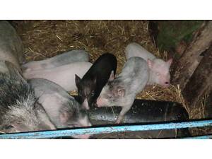 Продаються поросята.