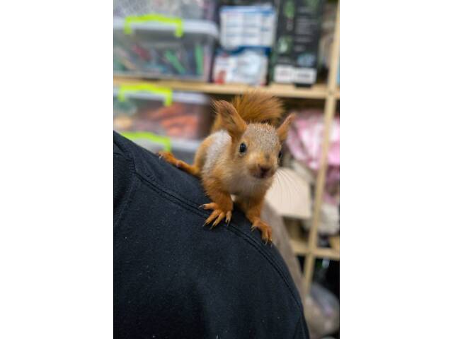 Продаються ручні білки - добрі, ласкаві, привчені до рук - Фото 3