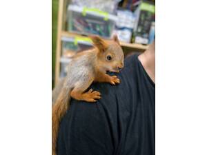 Продаються ручні білки - добрі, ласкаві, привчені до рук