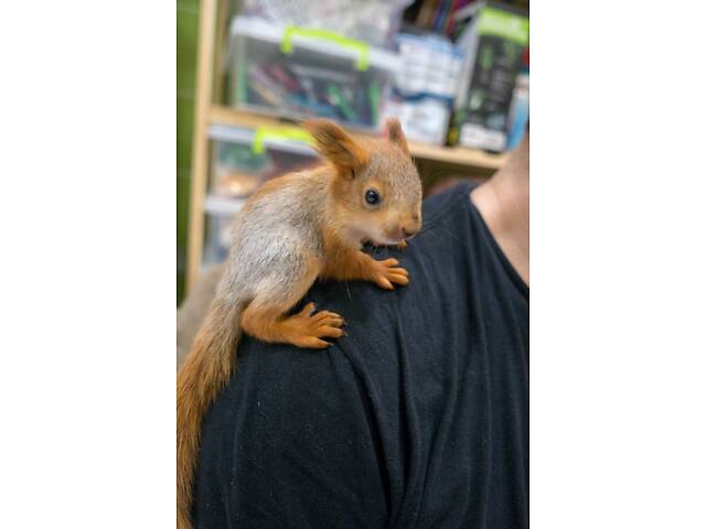 Продаються ручні білки - добрі, ласкаві, привчені до рук - Фото 1
