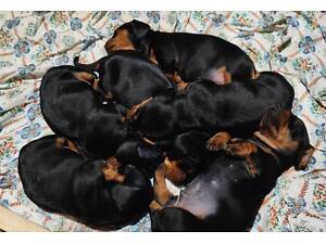 Продаються цуценята кролячої такси.