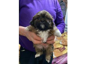 Продаються Щенки Ши-тцу рожденные 19.12.2024