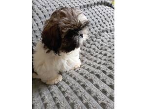 продаються цуценята ши-тцу