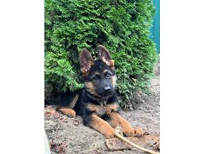 Продаються щенки німецької вівчарки