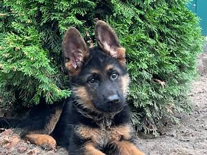 Продаються цуценята німецької вівчарки.