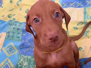 Продаються цуценята вижла.