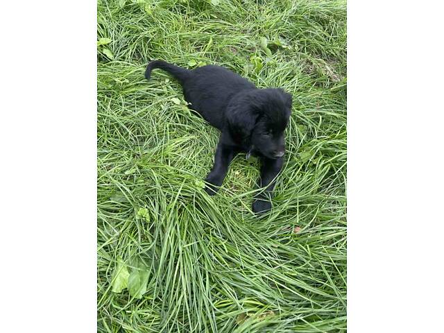 Продаються Цуценята чорного ретривера - Фото 8
