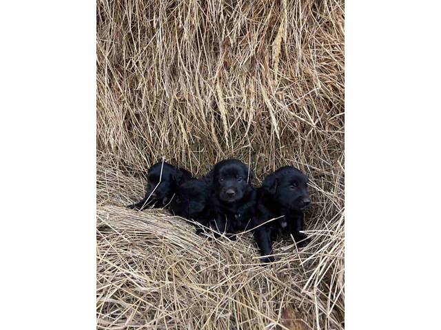 Продаються Цуценята чорного ретривера - Фото 7