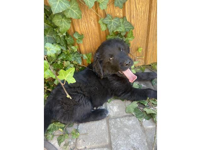 Продаються Цуценята чорного ретривера - Фото 6