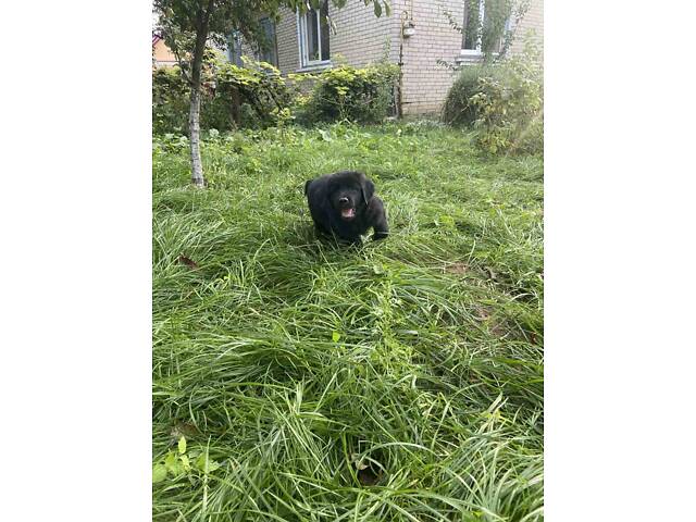 Продаються Цуценята чорного ретривера - Фото 4