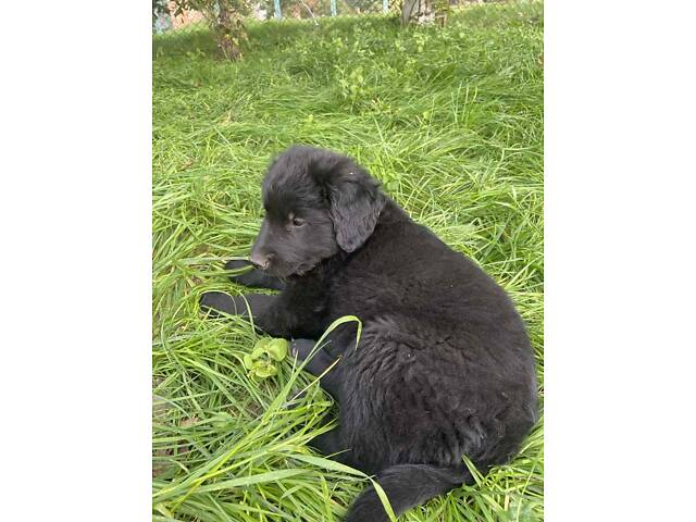 Продаються Цуценята чорного ретривера - Фото 9