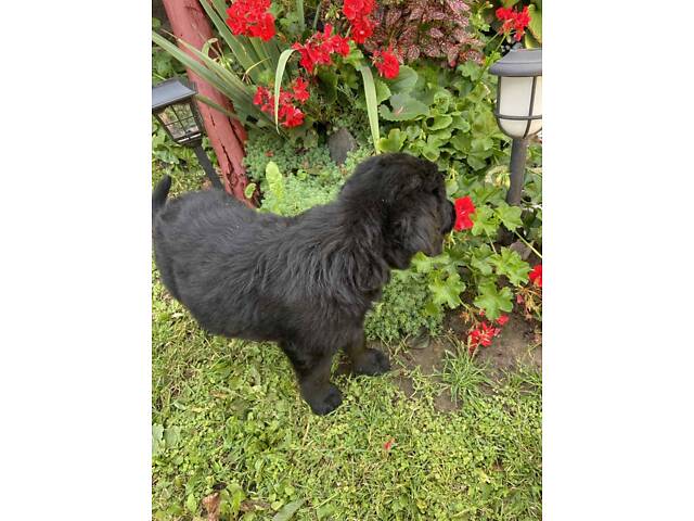 Продаються Цуценята чорного ретривера - Фото 10