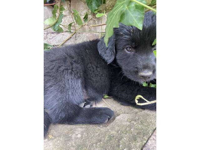 Продаються Цуценята чорного ретривера - Фото 11