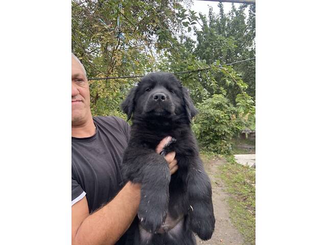 Продаються Цуценята чорного ретривера - Фото 12