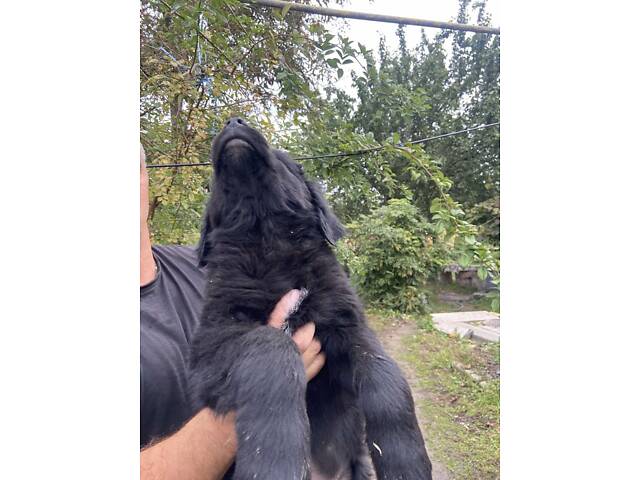 Продаються Цуценята чорного ретривера - Фото 5