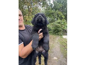 Продаються Цуценята чорного ретривера