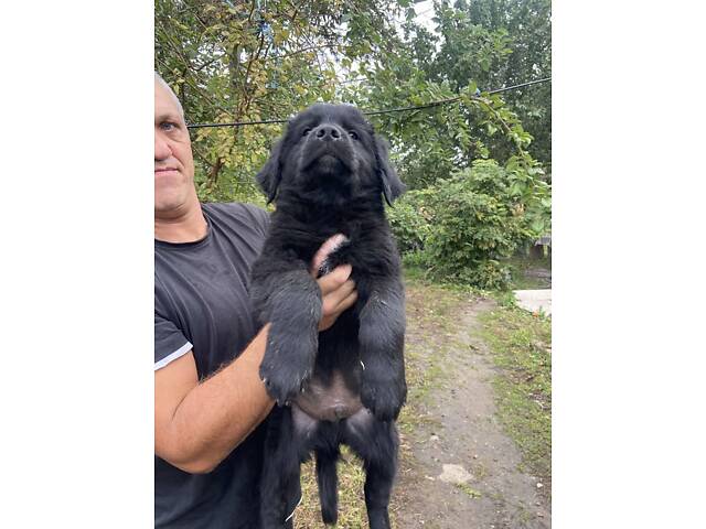 Продаються Цуценята чорного ретривера - Фото 1