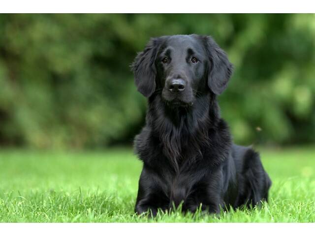Продаються Цуценята чорного ретривера - Фото 13
