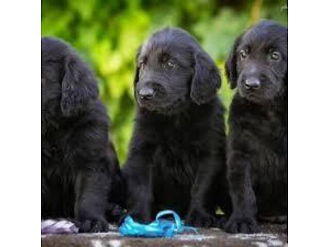Продаються Цуценята чорного ретривера - Фото 2